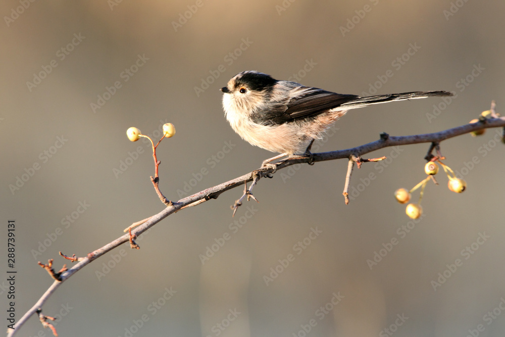 Fototapeta premium long-tailed tit, Aegithalos caudatus, birds