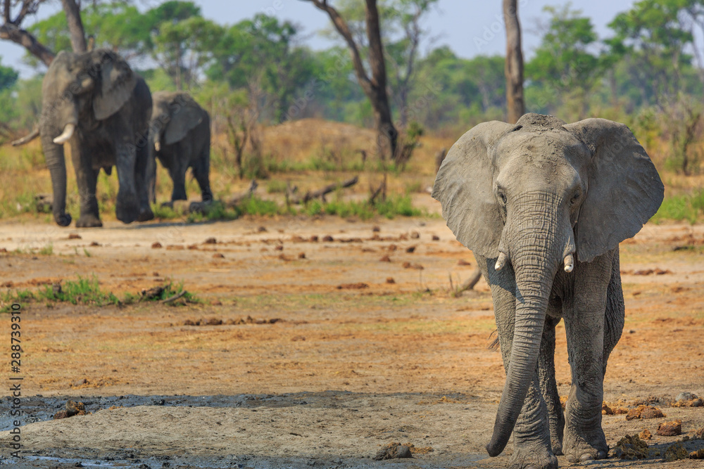 Fototapeta premium Elephants in Khaudum National Park - Namibia