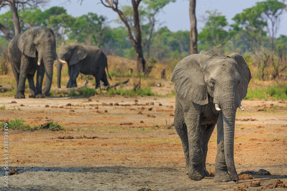 Fototapeta premium Elephants in Khaudum National Park - Namibia