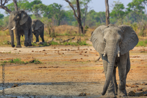 Elephants in Khaudum National Park - Namibia