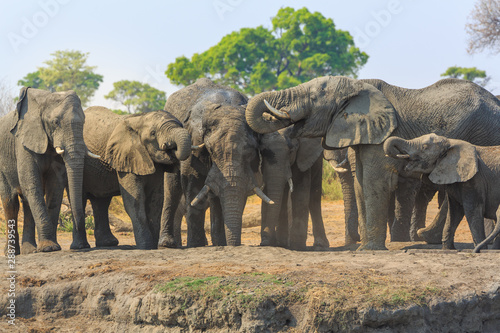 Elephants in Khaudum National Park - Namibia photo