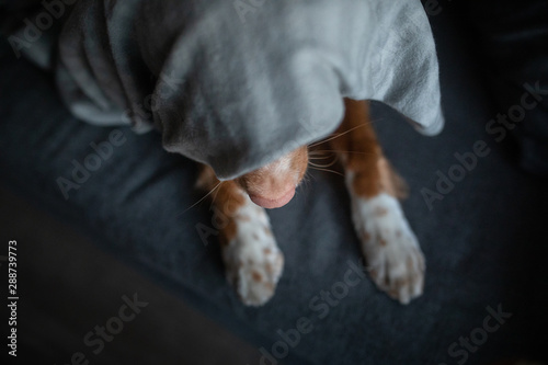 Fototapeta Naklejka Na Ścianę i Meble -  cute dog under the covers at home on the couch. Nova Scotia Duck Tolling Retriever resting and basking