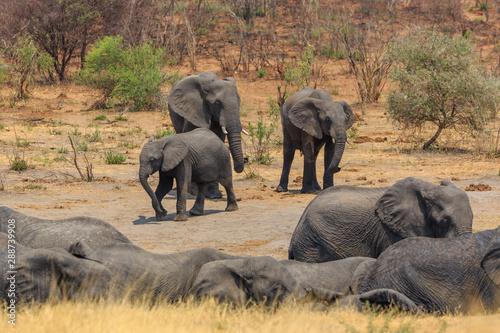 Elephants in Khaudum National Park - Namibia photo