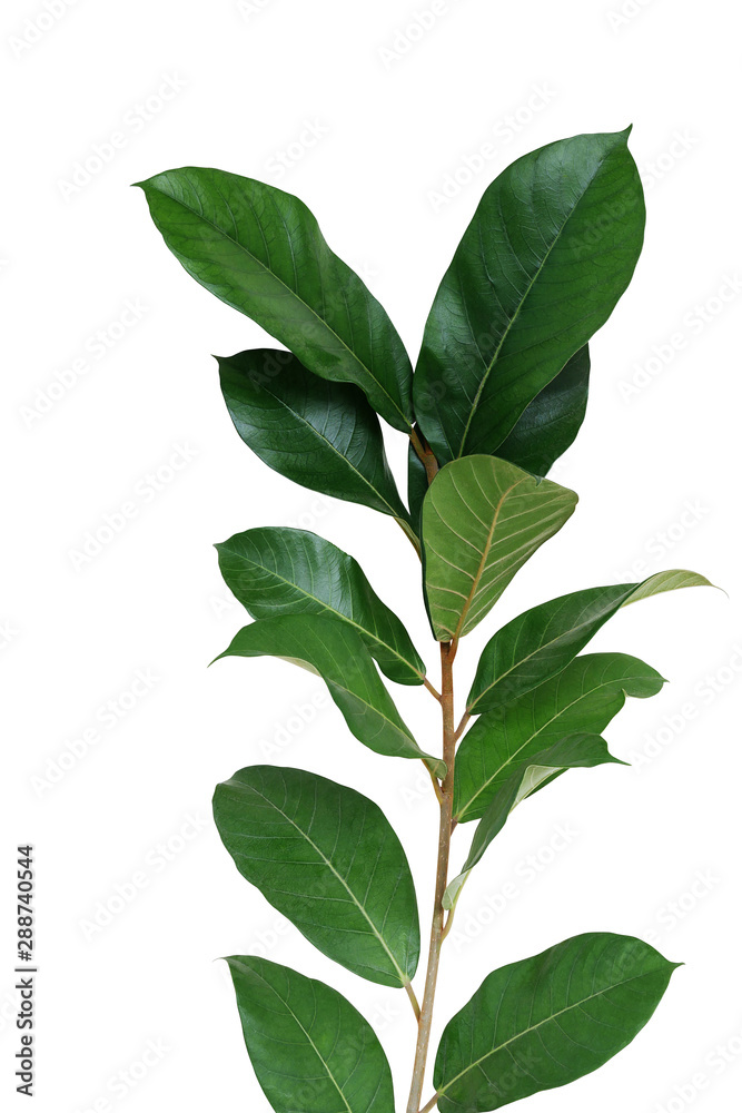 Dark green leaves wild fig tree young plant (Ficus species) the tropical rainforest tree isolated on white background, clipping path included.