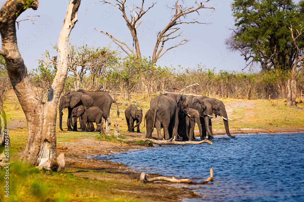 Obraz premium Elephants from Caprivi Strip - Bwabwata, Kwando, Mudumu National park - Namibia