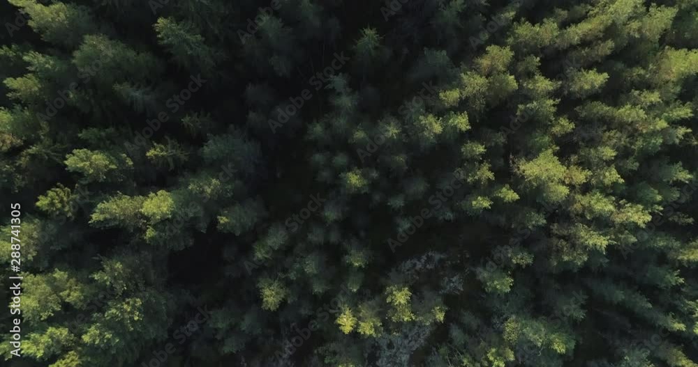 Flying above evergreen forest in Finnish wilderness Flying above evergreen forest in Finnish wilderness