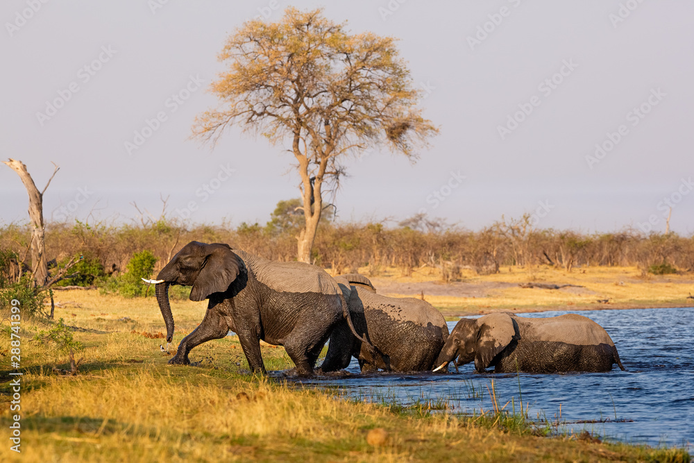 Fototapeta premium Elephants from Caprivi Strip - Bwabwata, Kwando, Mudumu National park - Namibia