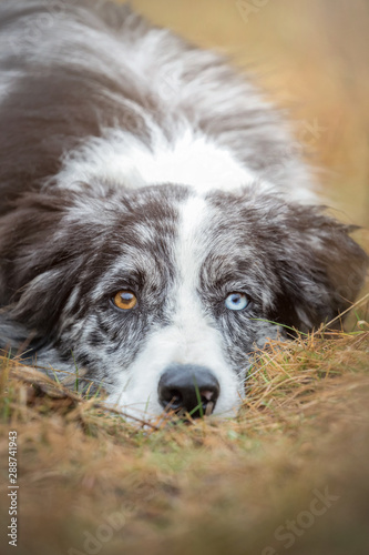 Boarder Collie 