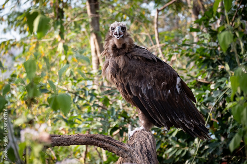 Cinereous Vulture © J.NATAYO