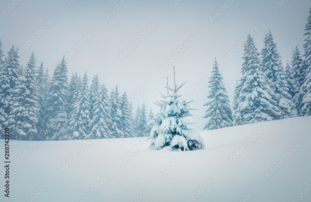Fabulous morning scene in the mountain forest. Misty winter landscape in the snowy wood, Happy New Year celebration concept. Retro style filtered. Orton Effect. Fabulous morning scene in the mountain forest. Misty winter landscape in the snowy wood, Happy New Year celebration concept. Retro style filtered. Orton Effect.
