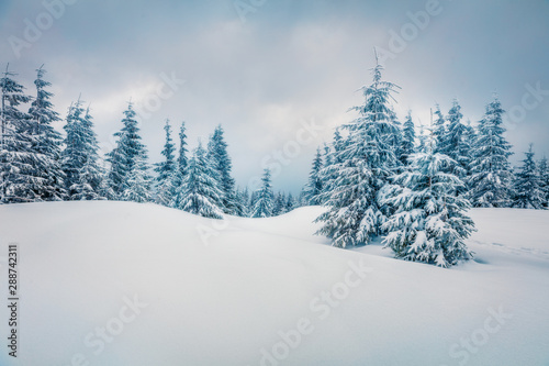 Splendid winter morning in mountain foresty with snow covered fir trees. Dramatic outdoor scene, Happy New Year celebration concept. Artistic style post processed photo. Orton Effect.