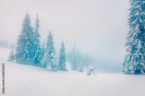 Beautiful morning scene in the mountain forest. Misty winter landscape in the snowy wood, Happy New Year celebration concept. Artistic style post processed photo. Orton Effect.