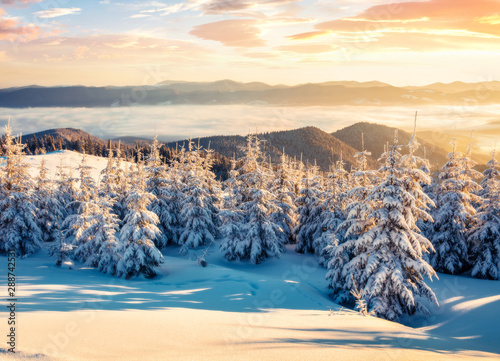 Colorful winter sunrise in Carpathian mountains with snow covered fir trees. Frosty outdoor scene, Happy New Year celebration concept. Artistic style post processed photo. Orton Effect. photo