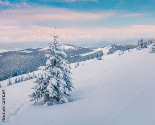 Impressive winter sunrise in mountain with snow covered fir trees, Carpathians, Ukraine, Europe. Colorful outdoor scene, Happy New Year celebration concept. Orton Effect.