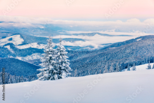Fantastic winter sunrise Carpathian mountains with snow covered fir trees. Mikstical outdoor scene, Happy New Year celebration concept. Artistic style post processed photo. Orton Effect.