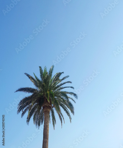 Palmtree isolated on blue sky background in summer. Copy space.