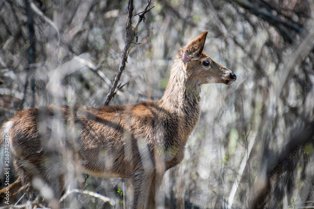 White-tailed Deer standing in the woods in Quebec, Canada White-tailed Deer standing in the woods in Quebec, Canada