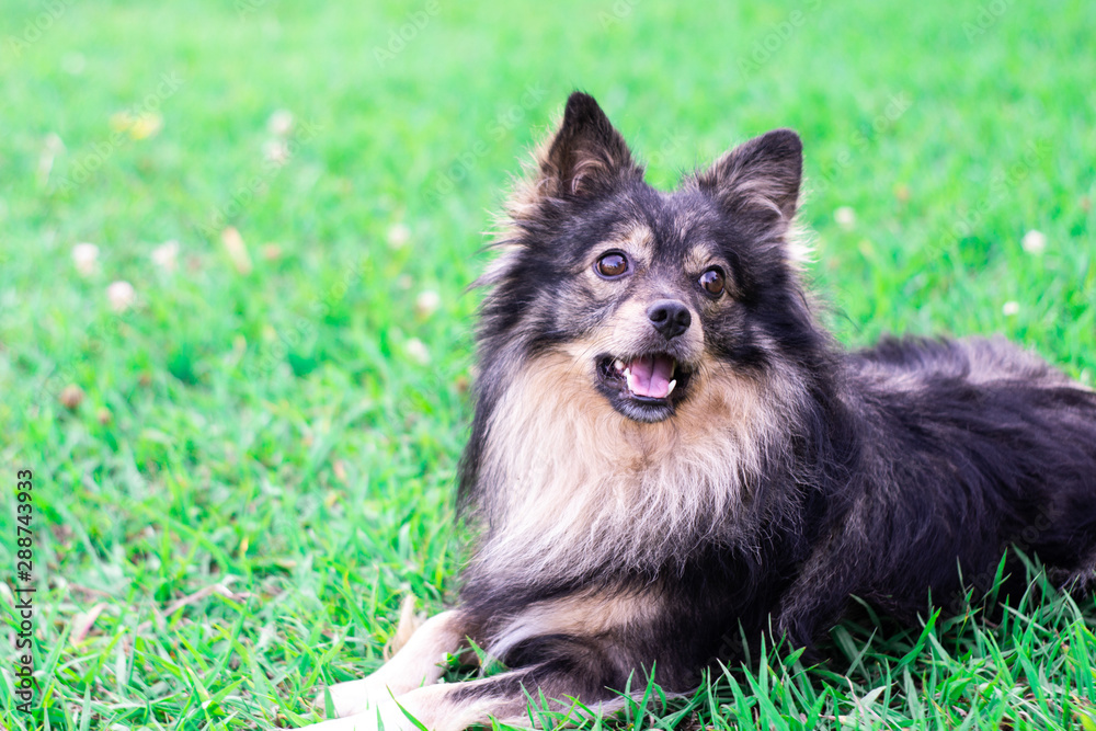 A small dog of a decorative breed lies on a green lawn and rests. Pet on a green grass background with place for text A small dog of a decorative breed lies on a green lawn and rests. Pet on a green grass background with place for text