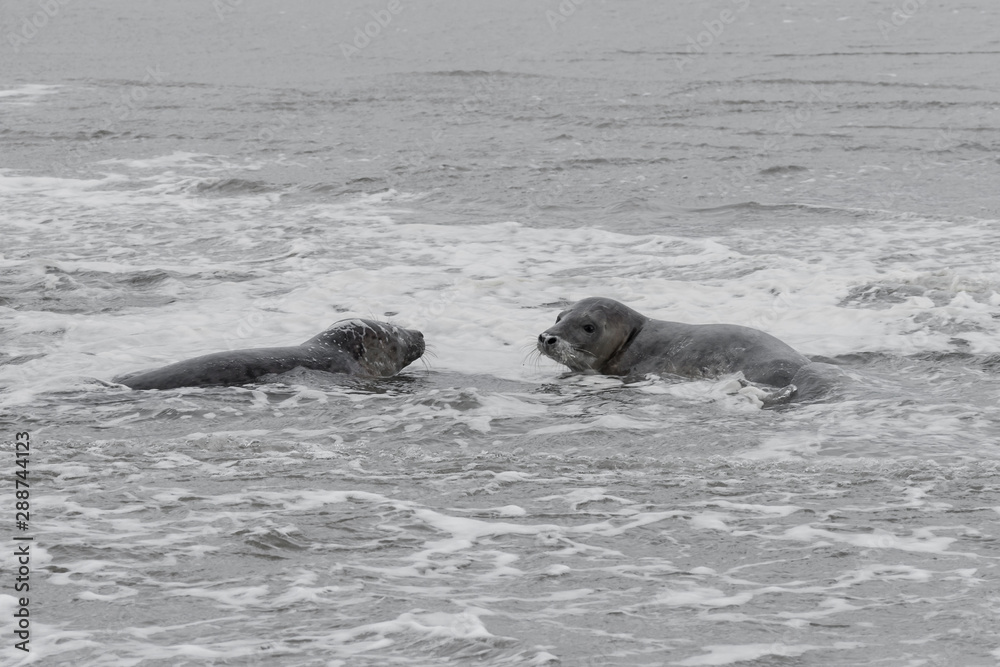 Obraz premium 2 seals playing in the water, Seals are resting on a sandbar after a fish meal, wadden sea, Ameland