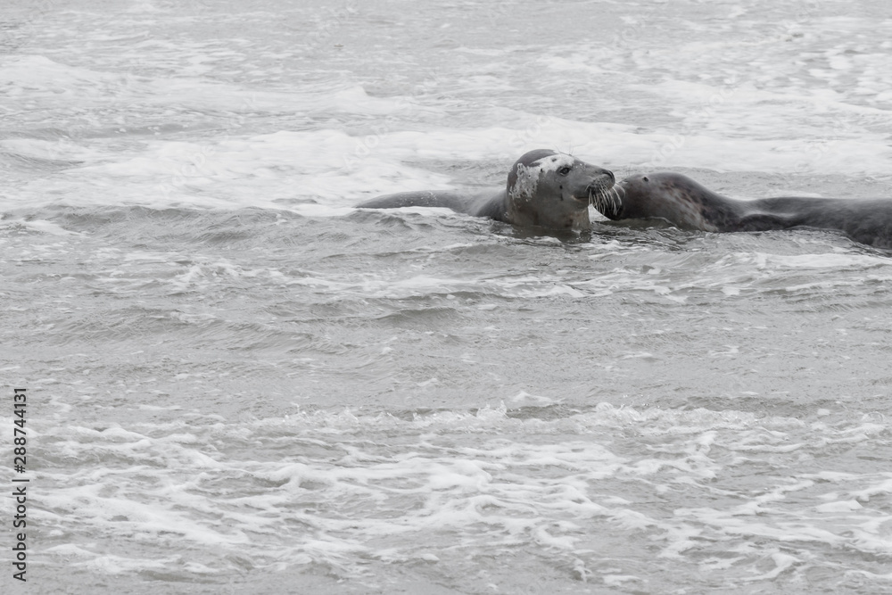 Obraz premium 2 seals playing in the water, Seals are resting on a sandbar after a fish meal, wadden sea, Ameland