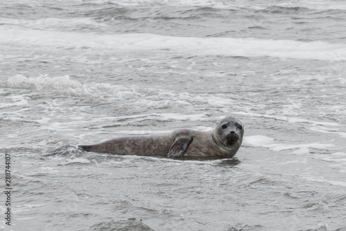 Seal only swims in the water, Seals are resting on a sandbar after a fish meal, wadden sea, Ameland