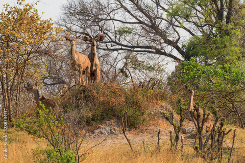 Kudu antelope in Khaudum National Park - Nam  bie