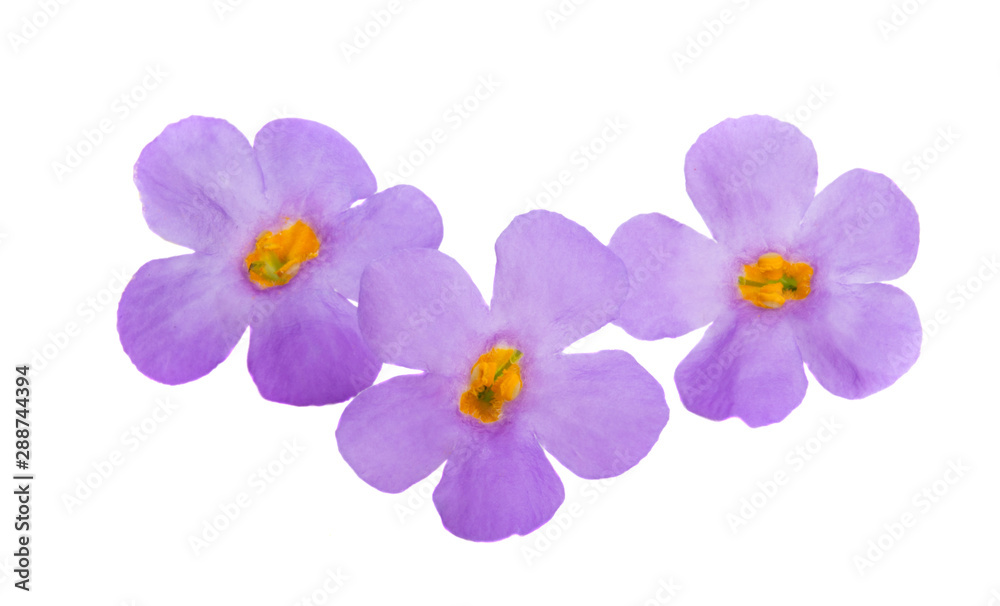 Oxalis pardalis isolated Oxalis pardalis isolated