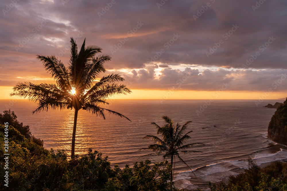 sunrise through coconut tree