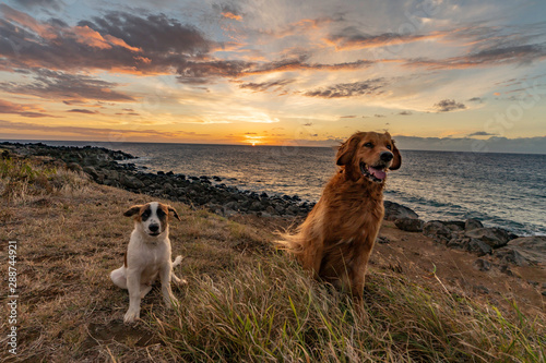 Two dogs best friends at sunset