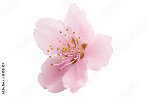 Fotografiet Cherry blossom, sakura flowers isolated