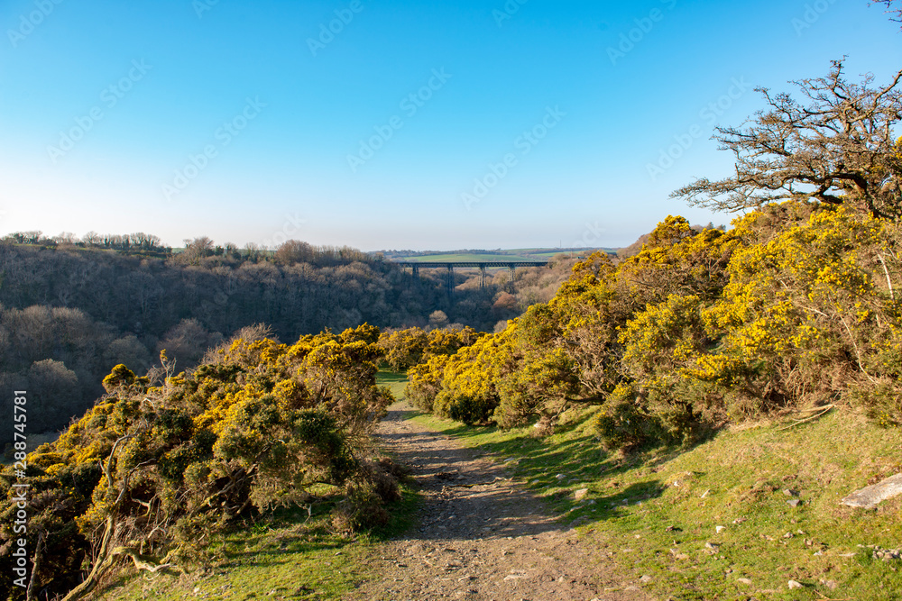 Obraz premium Gorse bushes on Dartmoor with Meldon Viaduct in the distance. The viaduct now forms part of the Granite Way used by cyclists and walkers.