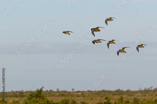 Group with Golden Plovers birds flying in formation over a landscape © olandsfokus
