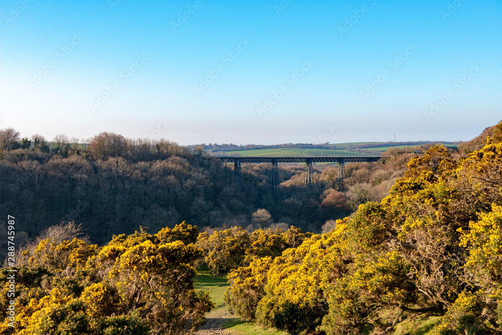 Gorse bushes on Dartmoor with Meldon Viaduct in the distance. The viaduct now forms part of the Granite Way used by cyclists and walkers.