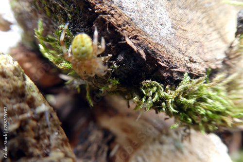 Araniella cucurbitina photo