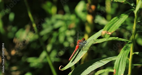 Autumn Meadowhawk, Sympetrum vicinum, male perched  4K photo