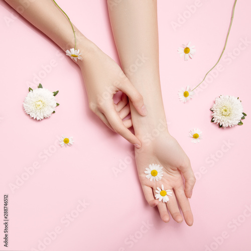 Beautiful woman hands hold flowers. Thin wrist and natural manicure. Daisies on a pink background
