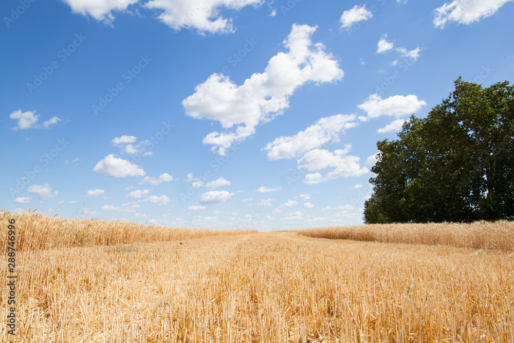 Wheat ears grow in the field on sky clouds backgraund.