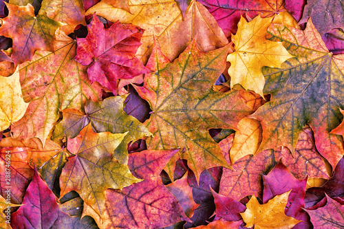 Colorful autumn leaves