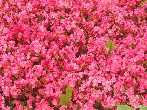 Fototapeta Naklejka Na Ścianę i Meble -  Colorful flower buds of begonia. Making the lawn. Landscape design.