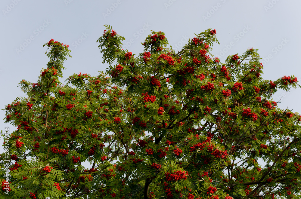 Red rowan in autumn, ripe berries Red rowan in autumn, ripe berries