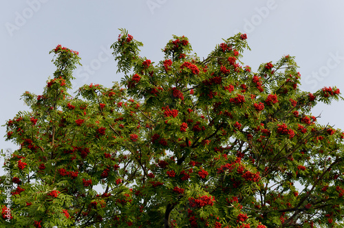 Red rowan in autumn, ripe berries
