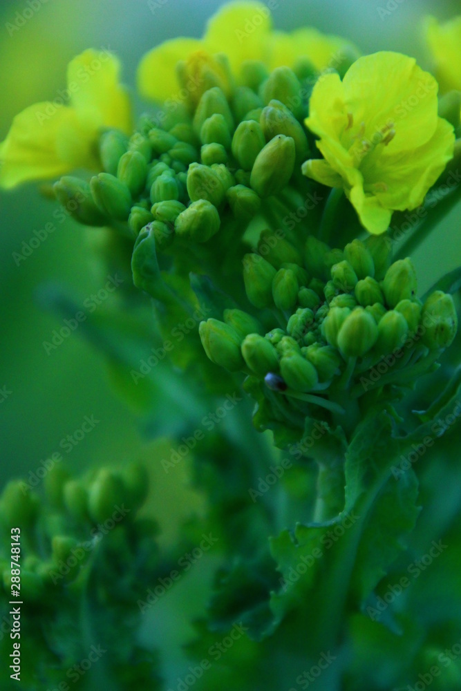 菜の花 菜の花畑 菜の花 菜の花畑