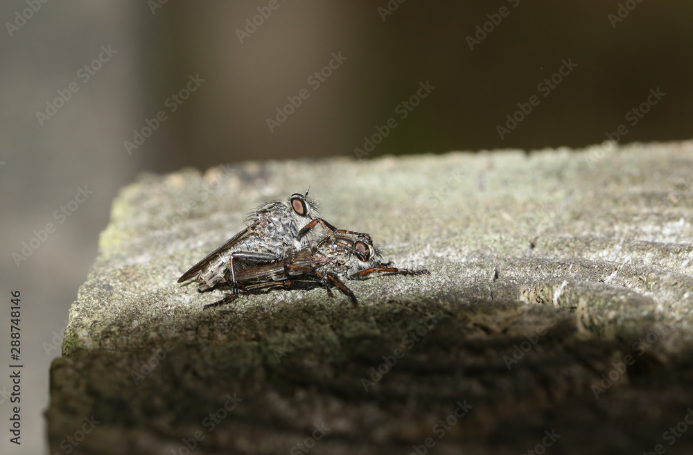 A mating pair of Robberfly perching on a wooden fence at the edge of woodland in the UK. A mating pair of Robberfly perching on a wooden fence at the edge of woodland in the UK.