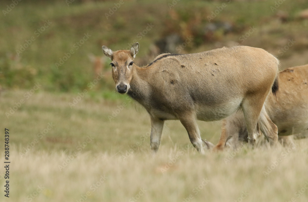 A magnificent female Milu Deer, also known as Pére David's, Elaphurus davidianus, feeding in a meadow. A magnificent female Milu Deer, also known as Pére David's, Elaphurus davidianus, feeding in a meadow.
