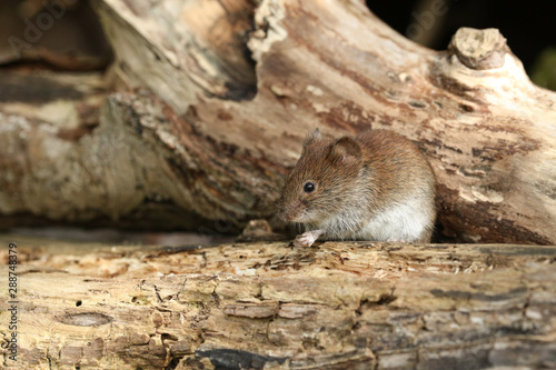 A cute wild Bank Vole, Myodes glareolus foraging for food in a log pile in woodland in the UK. 