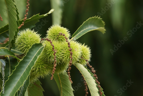 A branch of Chestnuts on a Sweet Chestnut Tree, Castanea sativa, growing in woodland in the UK.