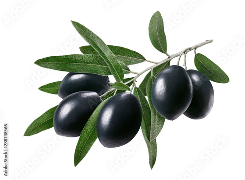 Big branch of black olives with leaves. Package design element with clipping path