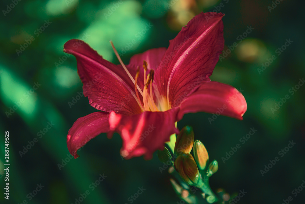 red red