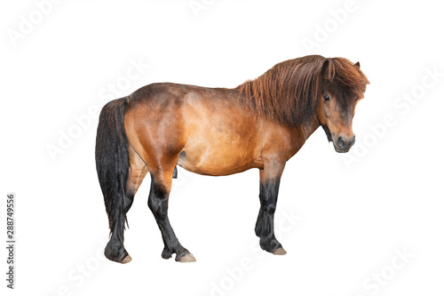 pony isolated on white background