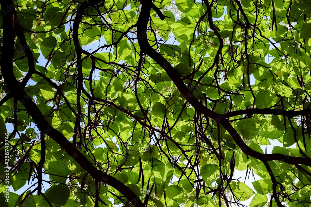 background of green tree branches. Wallpaper pattern background of green tree branches. Wallpaper pattern